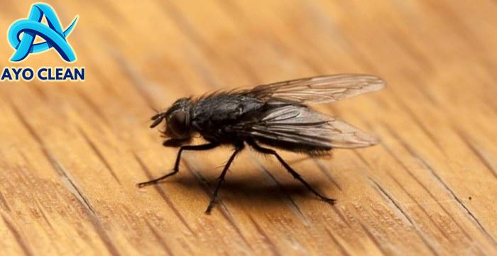 5 Cara Mengusir Lalat di Siang Hari dengan Mudah - Nasional Katadata.co.id