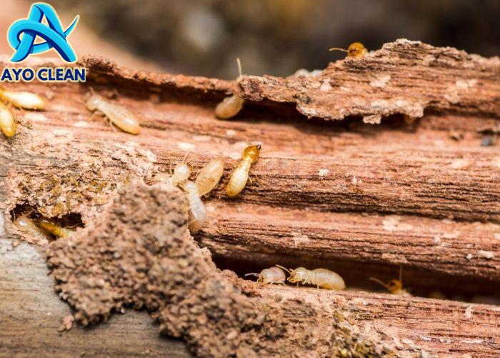 5 Cara agar Kayu Tidak Dimakan Rayap dan Awet Lama
