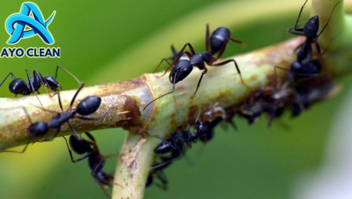 Kumpulan Cara Membasmi Semut Hitam di Pohon Mangga - FUMIDA