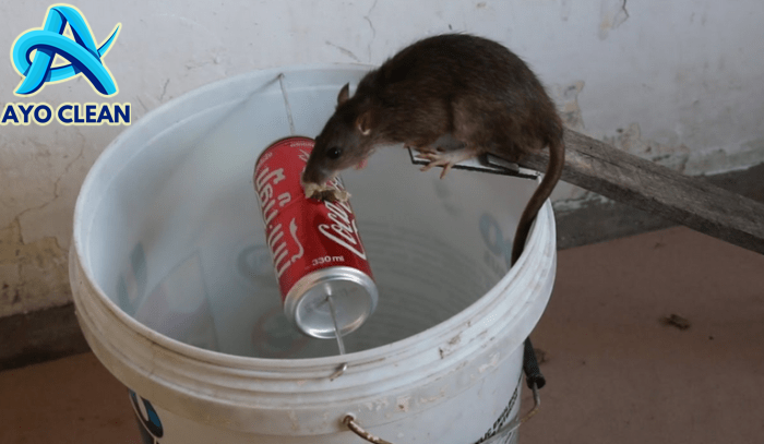 Cara menangkap tikus dengan botol aqua