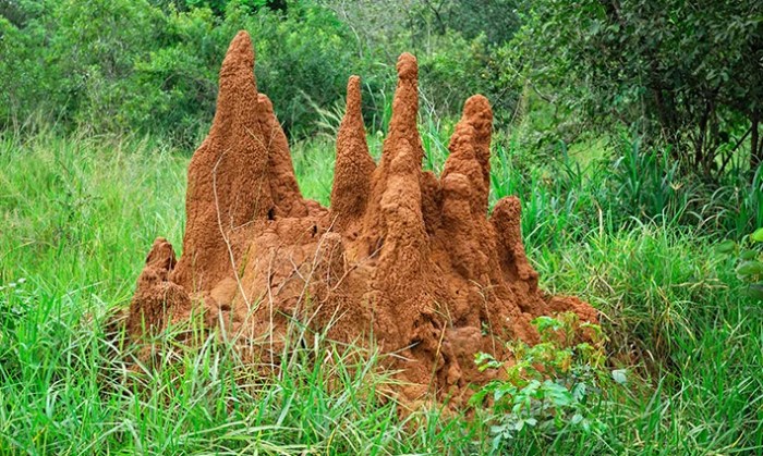 Begini Cara Rayap Membuat Sarang | How termites build their nest ...