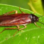 5 Tips Cara Mengusir Kecoa di Rumah - PT Mahaka Improcare Indonesia