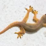 Gunakan Bahan Alami, Begini Cara Mengusir Cicak di Dalam Rumah dengan ...