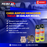 Cara ampuh mengusir tikus