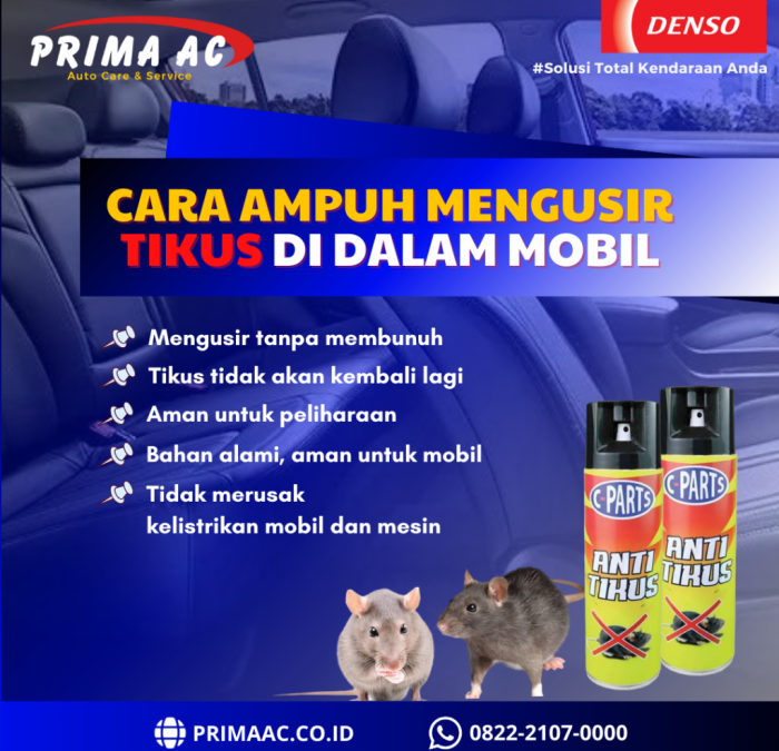 Cara ampuh mengusir tikus