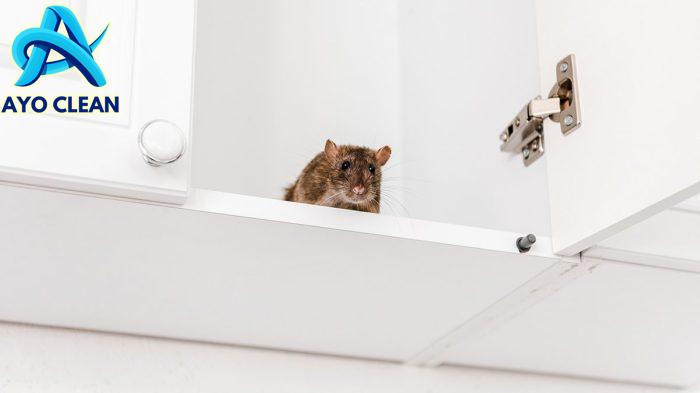 Cara Menghilangkan Bau Bangkai Tikus di Rumah, Gunakan Bahan Dapur Ini ...