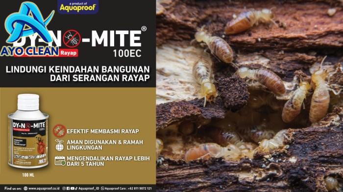 Tips Efektif Membasmi Rayap Sebelum dan Sesudah Konstruksi - Aquaproof