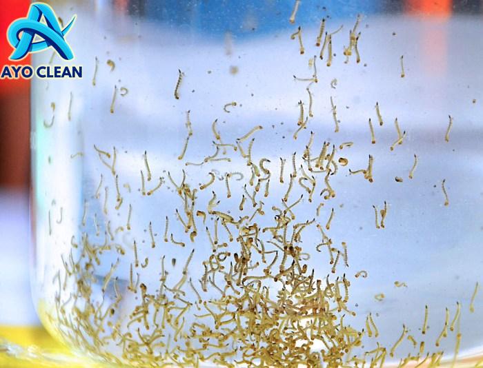 Cara Membasmi Jentik Nyamuk di Bak Mandi Pakai Bahan Alami