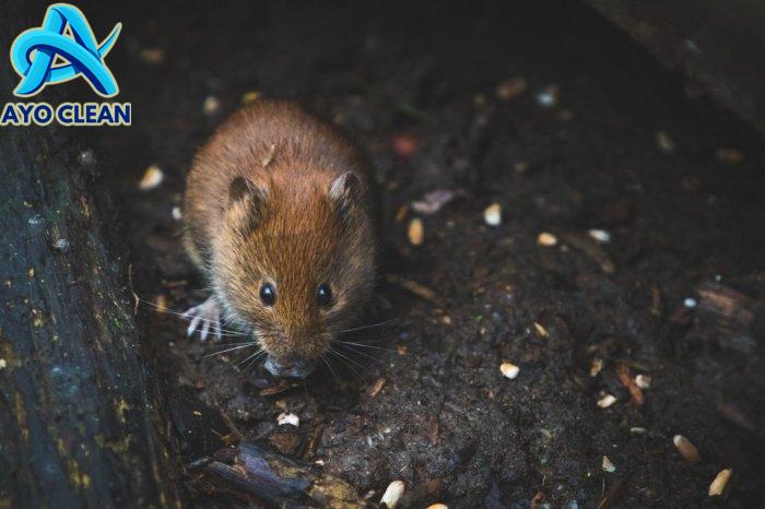 Cara mengusir tikus yang merajalela