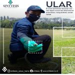 Cara Mengusir Ular dengan Baik - Sinttesis