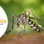 Poster Cara Pencegahan Perkembangbiakan Nyamuk