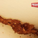 7 Cara Budidaya Rayap Bagi Pemula - ArenaHewan.com