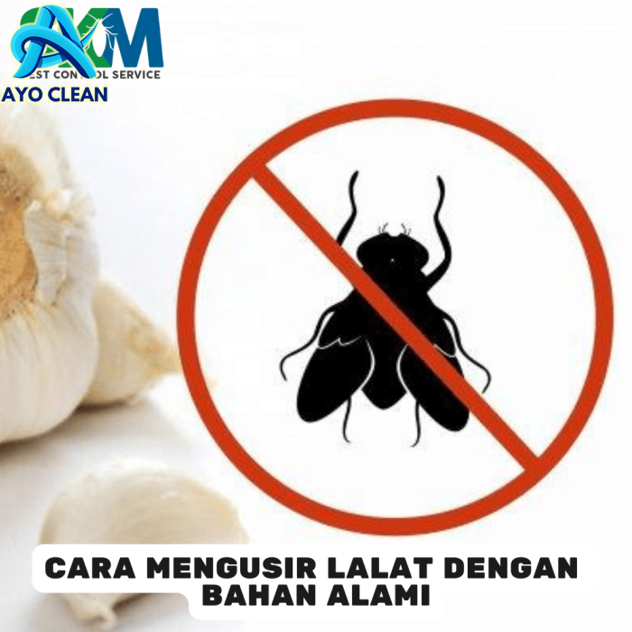 Cara Membasmi Lalat dengan Efektif di Rumah dan Tempat Usaha
