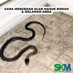 Tips Lengkap Cara Mencegah Ular Masuk Rumah, Ternyata Ular Tak Takut ...