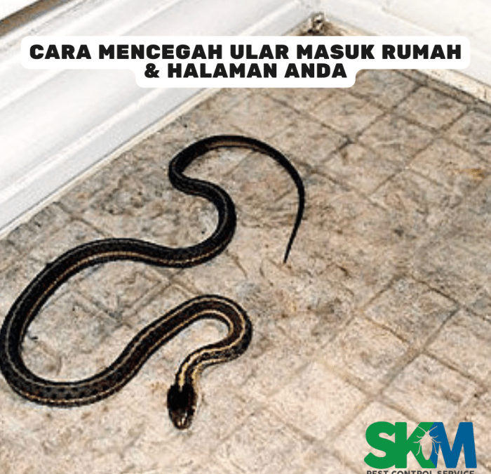 Tips Lengkap Cara Mencegah Ular Masuk Rumah, Ternyata Ular Tak Takut ...