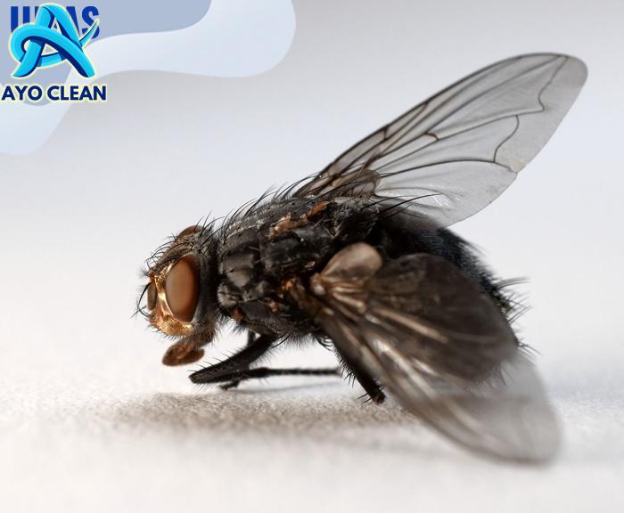 Preview Cara Membasmi Lalat Kamar Mandi