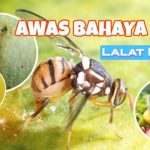 TIPS MENGATASI LALAT BUAH - DI GROW—Situs Resmi