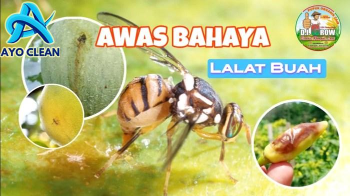 TIPS MENGATASI LALAT BUAH - DI GROW—Situs Resmi