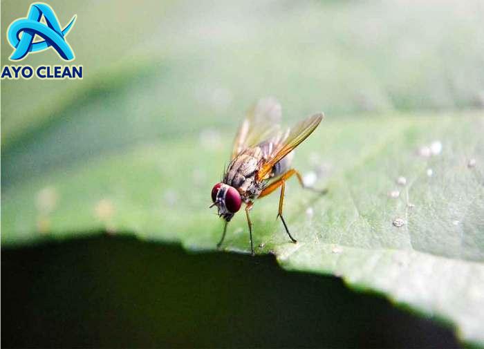 Cara mengatasi lalat buah pada cabai