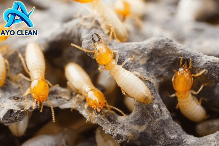 Cara membasmi rayap pada tanaman