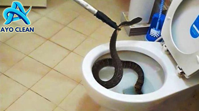 Penyebab dan Cara Mencegah Ular Masuk Rumah Saat Musim Hujan