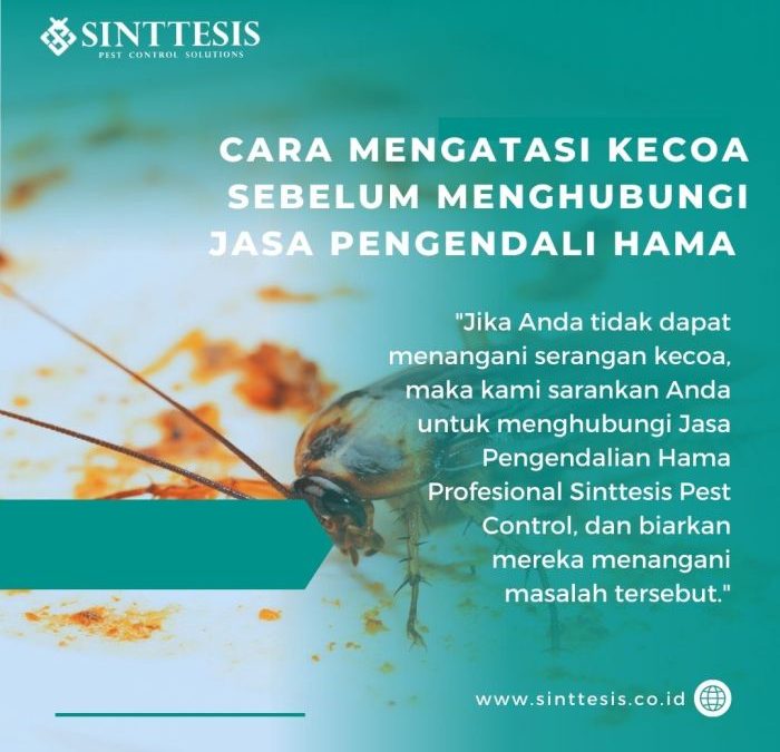 Cara Mengatasi Kecoa Di Rumah - Homecare24