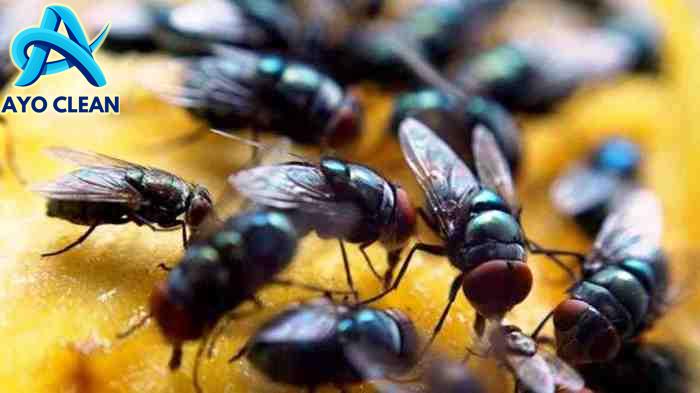 Mengusir Lalat di Rumah Paling Ampuh dan Cepat, Begini Caranya