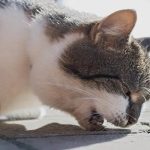 Cara Cepat Dan Ampuh Mengobati Kutu Kucing Sesuai Dosis Detick - YouTube