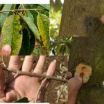 Cara membasmi rayap pada pohon durian