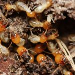 Cara Membasmi Rayap Secara Efektif Dan Ampuh - Rumah Kayu Bongkar Pasang