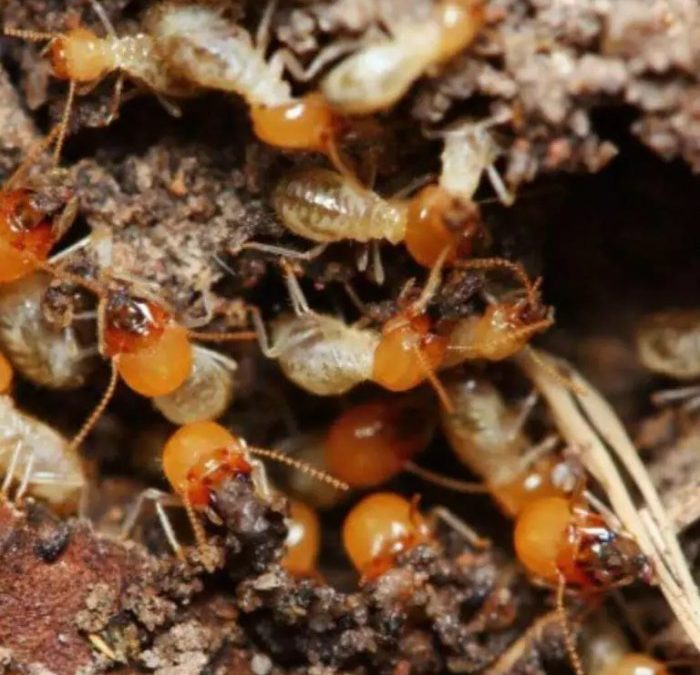 Cara membasmi rayap pada pohon mangga