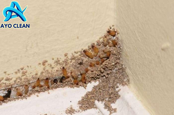 6 Tips Mengatasi Rayap pada Bangunan Beton – Insekta Pest Control
