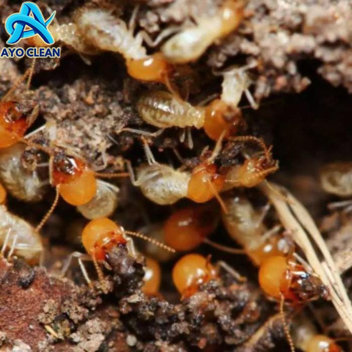 Cara Membasmi Rayap Secara Efektif Dan Ampuh - Rumah Kayu Bongkar Pasang