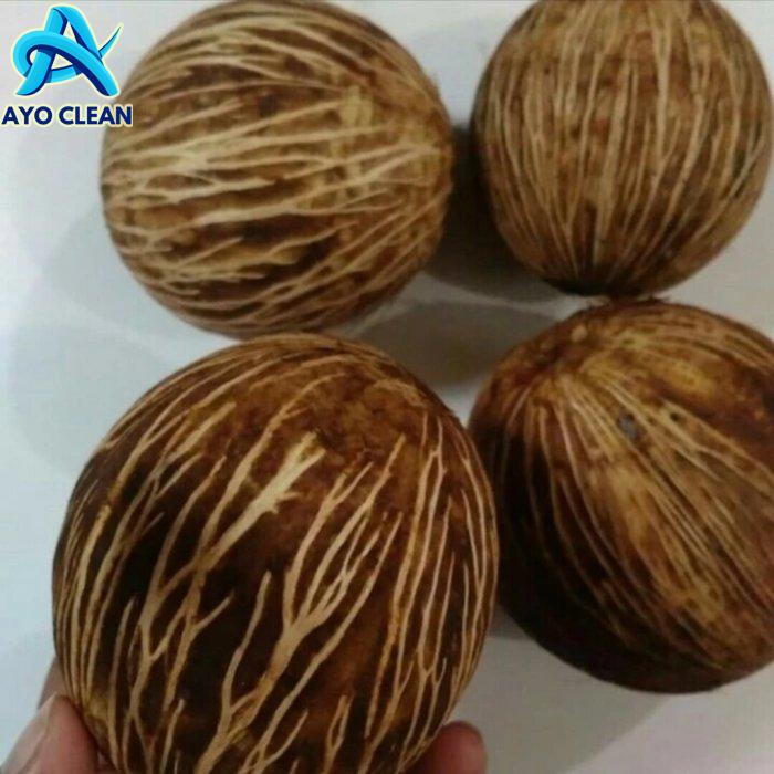 Jual (10 PCS) 10Buah Bintaro Pengusir Tikus di Rumah Buah simpalak anti ...