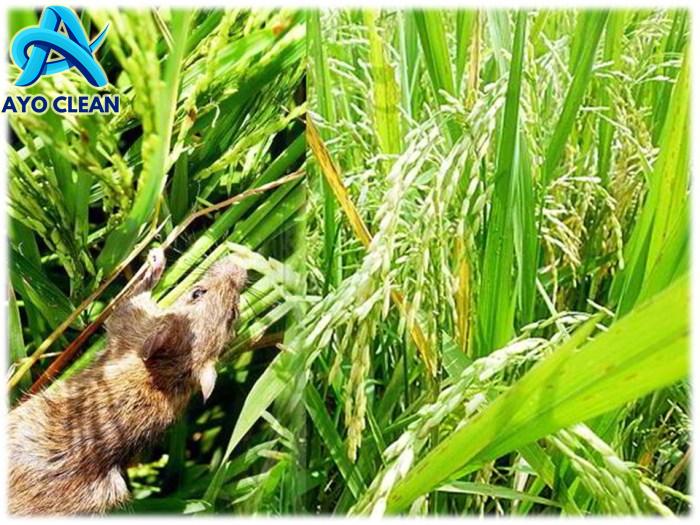 Cara Usir Tikus Di Sawah, Mudah, Murah, Efektif, Berhasil - YouTube