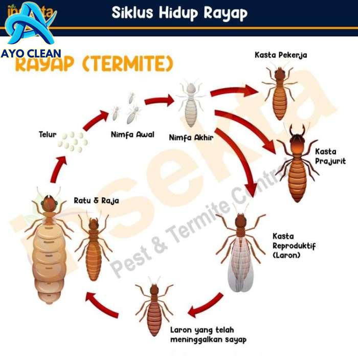 4 Siklus hidup Rayap dan Perkembang Biakannya – Insekta Pest Control