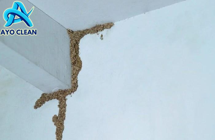 Cara Praktis Menghilangkan Rayap Di Dinding - SalahKetik