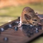 5 Cara Paling Mudah Bikin Jebakan Tikus