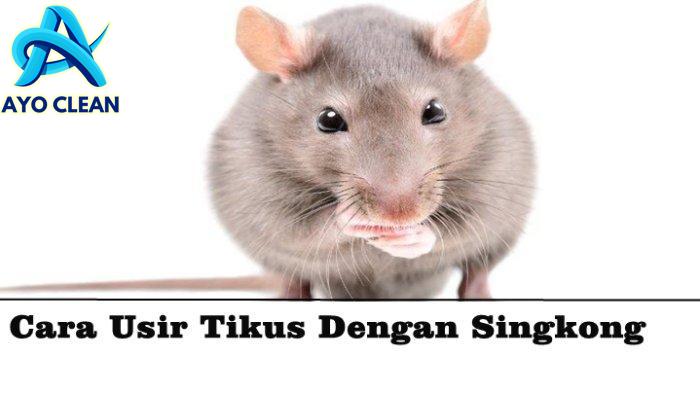 6 Cara Mengusir Tikus Agar Tidak Kembali | Mitraruma