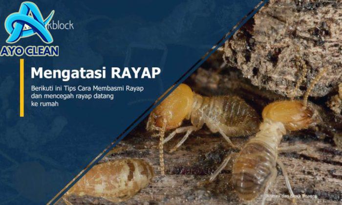 Banyak Rayap? Berikuti ini Tips Cara Membasmi Rayap