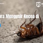 5 Tips Cara Mengusir Kecoa di Rumah - PT Mahaka Improcare Indonesia