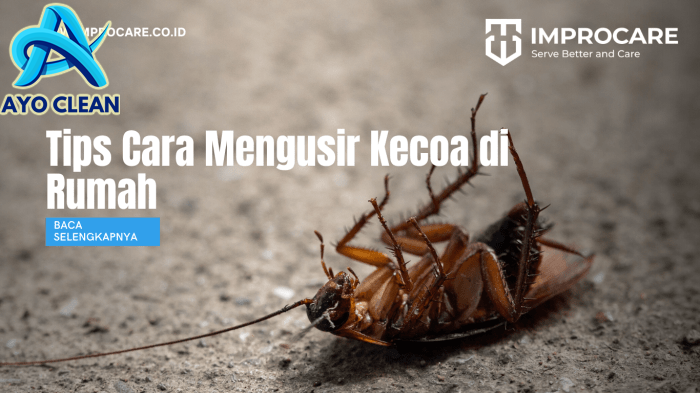 Cara Usir Kecoa dengan Mudah dan Ampuh, Cukup Pakai 4 Bahan Alami Ini