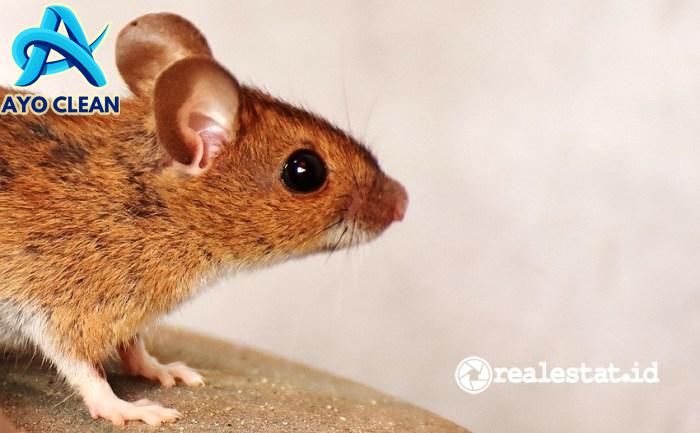 Cara Ampuh Membasmi dan Mengusir Tikus di Rumah Dari Pakarnya ...