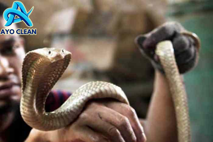 Cara merawat ular cobra