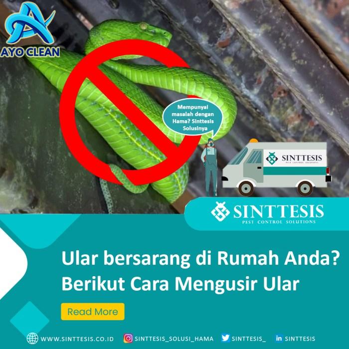 Ular bersarang di Rumah Anda? Berikut Cara Mengusir Ular - Sinttesis