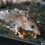 12 Cara Mengusir Tikus di Rumah Tanpa Racun, Mudah dan Ampuh!