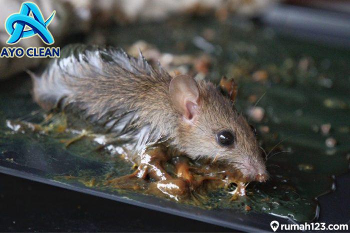 7 Cara Mengusir Tikus di Plafon dan Mobil - BAMS