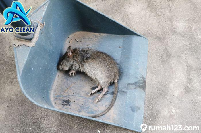 Cara Menghilangkan Tikus Di Rumah - Homecare24
