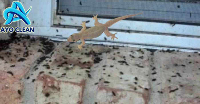 Cara hilangkan tahi cicak di dinding