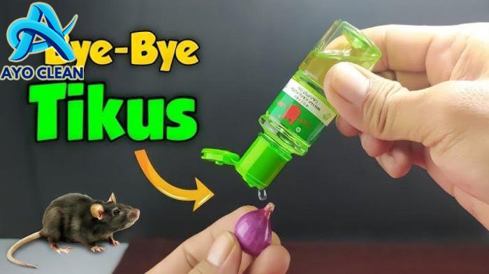 5 Cara Mudah Mengusir Tikus dari Rumah Kalian, Agar Rumah Kalian ...